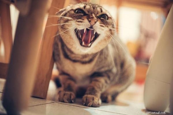 Individuare l’ansia nei gatti:segnali chiave e soluzioni efficaci 