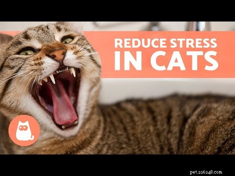 Individuare l’ansia nei gatti:segnali chiave e soluzioni efficaci 