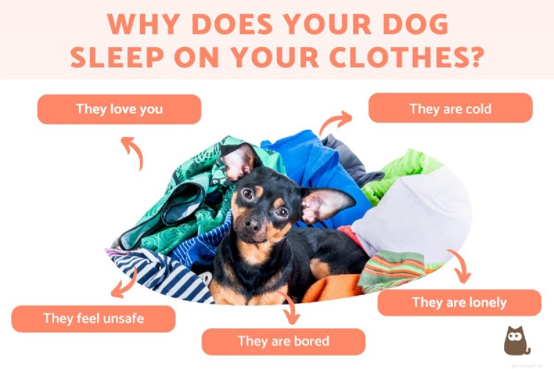 Pourquoi les chiens adorent-ils dormir sur vos vêtements ? La science derrière leur choix douillet 