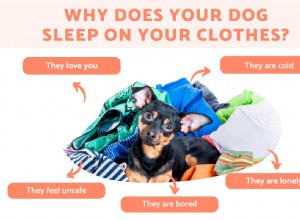 Why Do Dogs Love Sleeping on Your Clothes? The Science Behind Their Cozy Choice