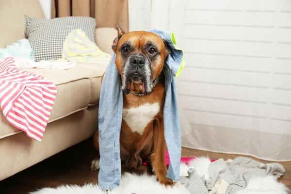 Pourquoi les chiens adorent-ils dormir sur vos vêtements ? La science derrière leur choix douillet 