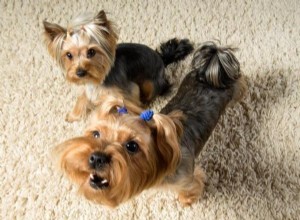 Stop Attention-Seeking Barking: Proven Strategies for Dog Owners