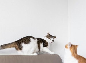Why Your Cat May Hiss After a Spay and How to Ease the Tension