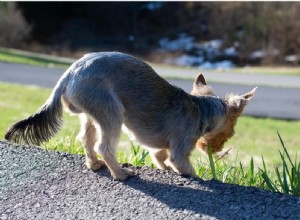 Why Your Dog Eats Grass and Doesn t Vomit: What It Means for Their Health