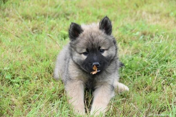 Perché il tuo cane mangia l erba e non vomita:cosa significa per la sua salute 