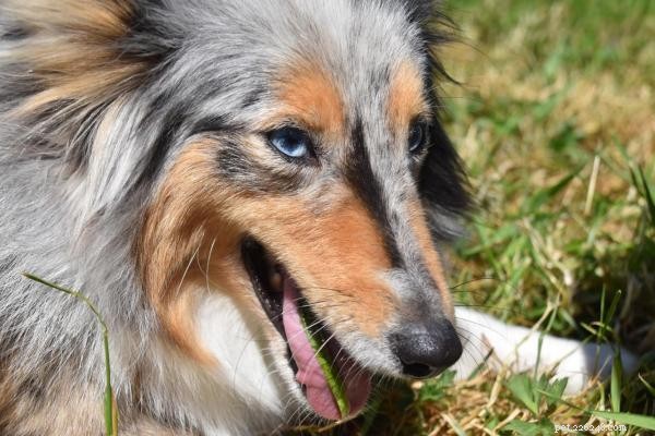 Perché il tuo cane mangia l erba e non vomita:cosa significa per la sua salute 