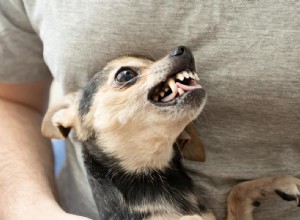Understanding Chihuahua Aggression: Causes and Myths