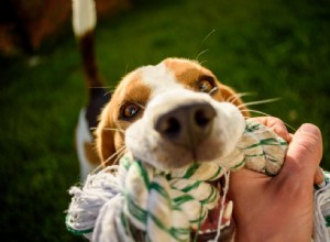 Why Your Dog Brings a Toy When It Greets You: A Sign of Love and Bonding