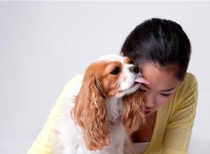 Do Dogs Truly View Humans as Their Parents? Understanding Canine Perception