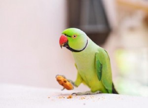 Understanding Why Parrots Toss Their Food: Causes and Solutions