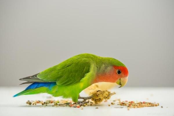 Compreendendo por que os papagaios jogam fora a comida:causas e soluções 