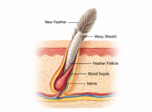 Pin Feathers Demystified: Why Your Bird Feels Itchy During Molting
