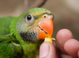 Safe Bird Collars: A Guide for Responsible Owners