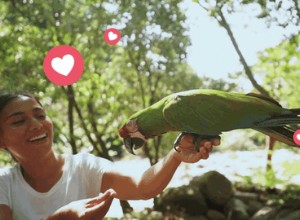 How Training Your Bird to Step Up Enhances Bonding, Safety, and Daily Living