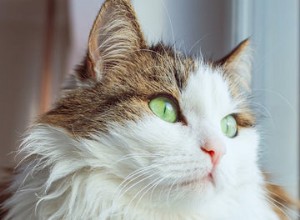 The Science Behind Long-Haired Cats: Why Some Felines Grow Longer Fur