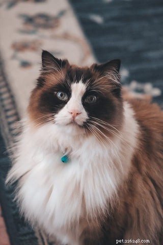 Наука о длинношерстных кошках:почему у некоторых кошек шерсть длиннее 