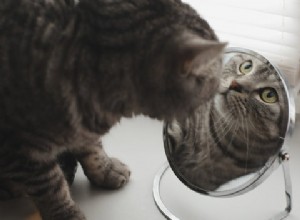 Can Cats Recognize Their Own Reflection? Exploring the Mirror Test