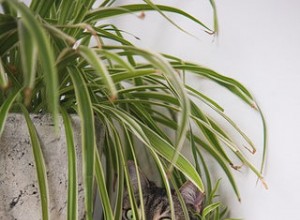 14 Cat‑Friendly Houseplants: Stylish, Low‑Maintenance, and 100% Safe