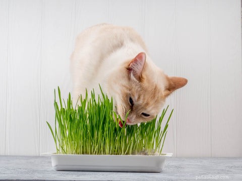 Cat Grass 이해:고양이 동반자를 위한 목적, 이점 및 관리 