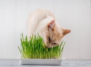 Understanding Cat Grass: Purpose, Benefits, and Care for Your Feline Companion