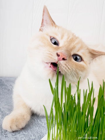 Cat Grass 이해:고양이 동반자를 위한 목적, 이점 및 관리 