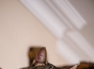 How Long Should a Cat Be Left Alone? Expert Guidelines for Your Feline’s Well‑Being