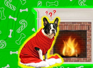 Holiday Pet Safety: Keep Your Furry Friend Safe This Season
