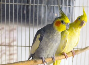 Spring Molting in Pet Birds: Expert Guide on Signs, Care, and Support