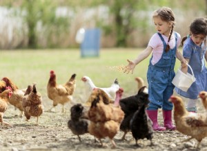 Essential Guide to Backyard Chicken Care: Health, Housing, and Egg Production