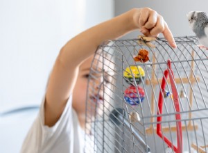 Choosing the Right Toys for Your Pet Bird: A Guide to Health & Happiness
