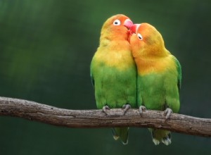 Designing a Secure & Stimulating Home for Your Lovebirds