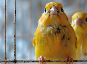 Canaries vs. Finches: The Smart Choice for First‑Time Bird Owners