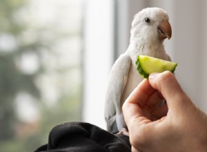 The Ultimate Guide to 10 Nutritious Treats for Healthy Pet Birds