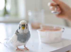 How to Safely Bird‑Proof Your Home: Expert Tips for Letting Your Pet Out