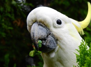 Cockatoos: Friendly, Intelligent, Sociable Pet Birds