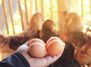 Bird Flu Explained: What You Need to Know and How to Stay Safe