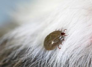 Spring Parasite Alert: Protect Your Dogs & Cats with Simple Prevention
