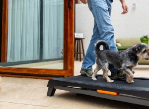 Discover Premium Pet Exercise Equipment for Optimal Health