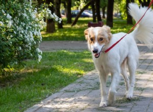 Revitalize Your Pet: Safe Ways to Rebuild Strength After Winter