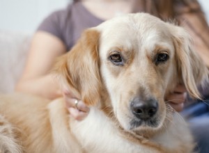 How to Support a Pet Diagnosed with Cancer: A Trusted Guide for Caring Owners