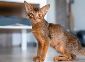 Abyssinian Cats: Playful, Intelligent, and Truly Connected