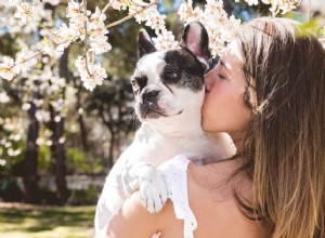 Seasonal Allergy Guide for Pets: Spot, Treat, and Prevent Symptoms