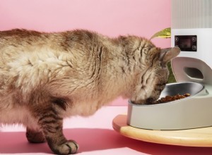 Pet Health Monitoring Devices: A Comprehensive Guide for Modern Owners