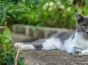 Indoor vs Outdoor Cats: Choosing the Safest Home for Your Feline