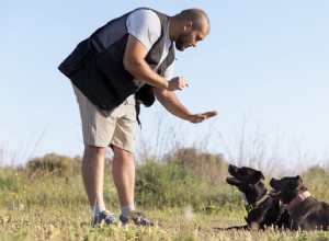 Essential Dog Commands Every Owner Should Teach