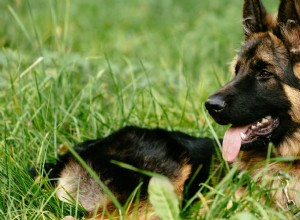 Adopting a Service Dog Dropout: A Guide for Welcoming a New German Shepherd