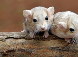 A Complete Guide to Caring for Your Gerbil: Tips & Best Practices