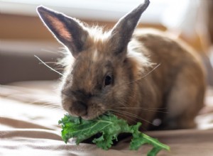 Seasonal Diet Guide for Rabbits: Boost Health & Digestion Year‑Round