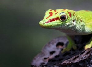 10 Surprising Geckos Facts You Probably Didn t Know