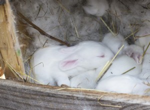 Ask Dr. Jenn: Caring for an Orphaned Bunny – What to Do When You Find One
